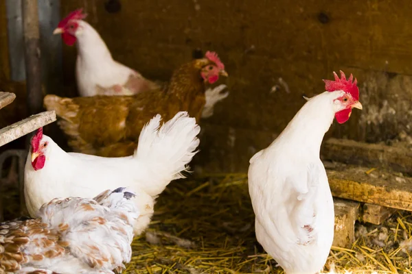 Free range chickens — Stock Photo, Image