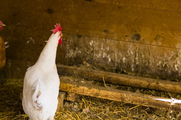 무료 사향 닭 — 스톡 사진
