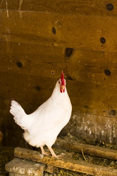 Pollos de campo libre — Foto de Stock