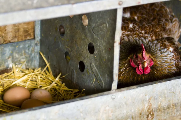 Free range chickens — Stock Photo, Image