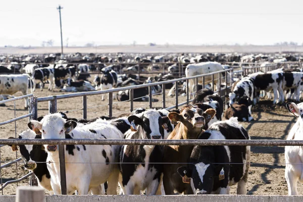 Cattle in outdoor feedlot — Stock Photo, Image