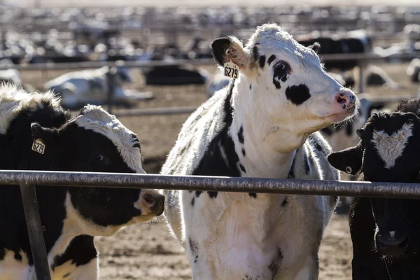 Cattle in outdoor feedlot — Stock Photo, Image