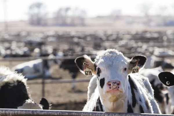 Nötkreatur i utomhus feedlot — Stockfoto