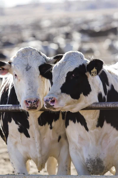 Cattle in outdoor feedlot — Stock Photo, Image