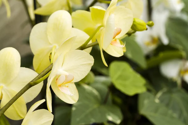 Orchids — Stock Photo, Image