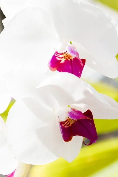 Orquídeas — Fotografia de Stock