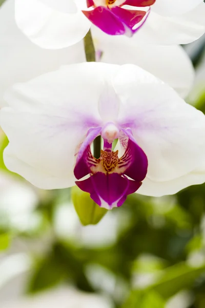 Orchideák — Stock Fotó