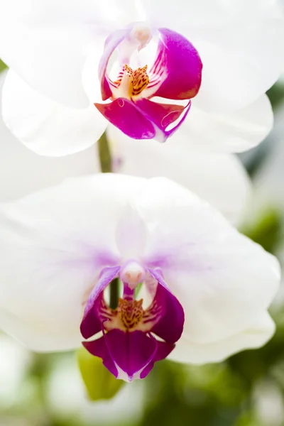 Orchideen — Stockfoto