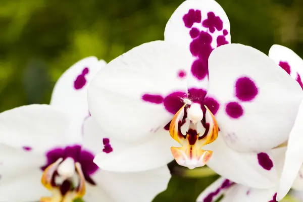 Orquídeas — Fotografia de Stock