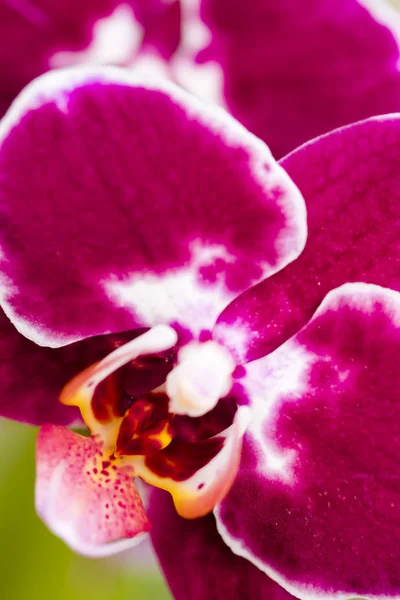 Orkideer - Stock-foto