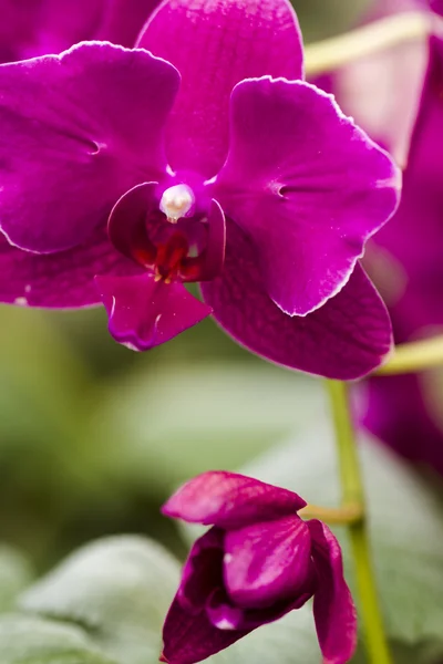 Orquídeas — Fotografia de Stock