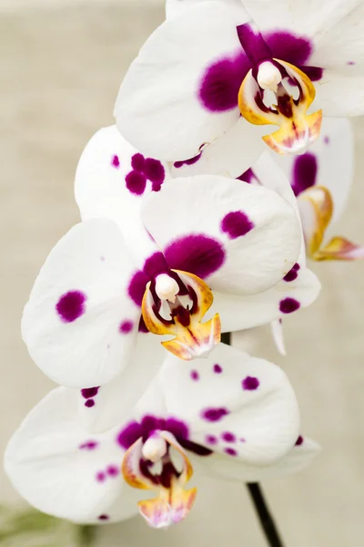 Orkideer - Stock-foto