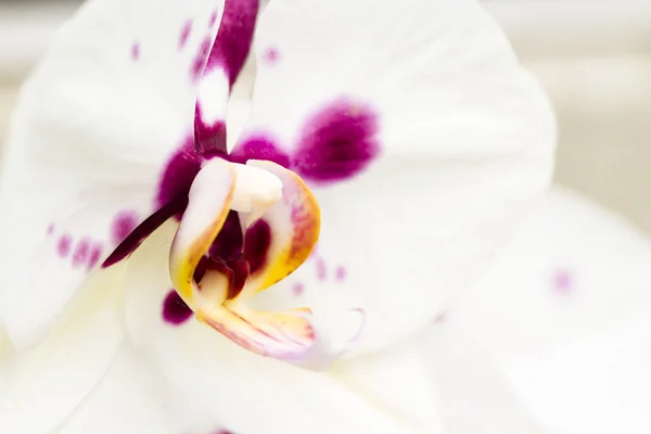 Orchideje — Stock fotografie