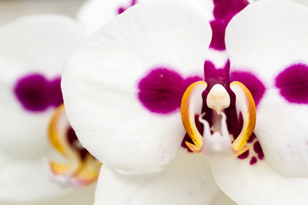 Orquídeas — Fotografia de Stock