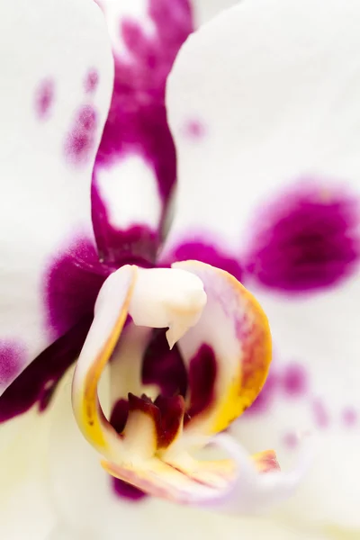 Orchideeën — Stockfoto