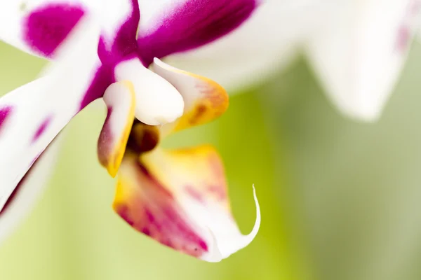Orchideen — Stockfoto