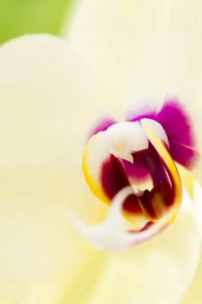 Орхидеи — стоковое фото