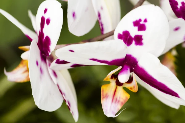 Orchideen — Stockfoto