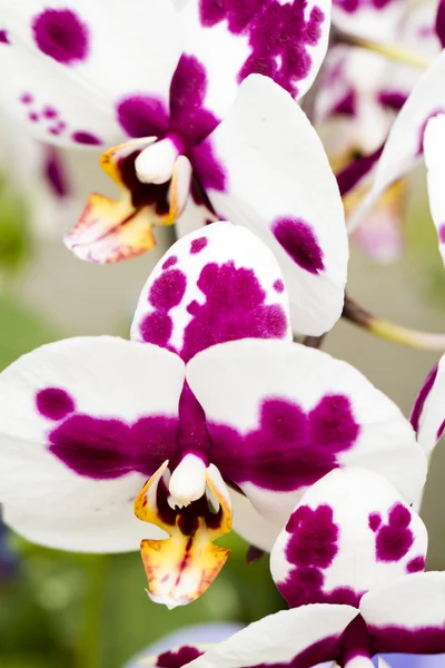 Orquídeas — Fotografia de Stock