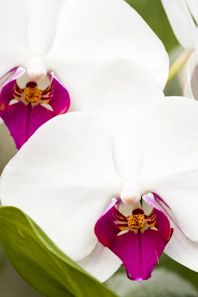 Orquídeas — Fotografia de Stock