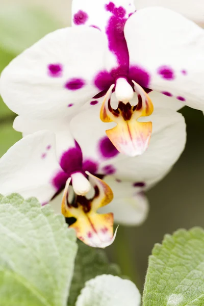 Orquídeas — Fotografia de Stock