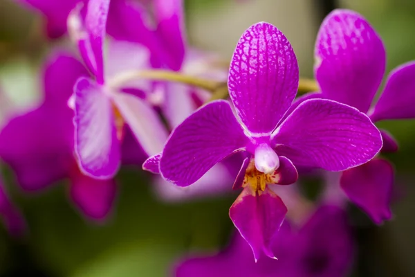 Orchideen — Stockfoto