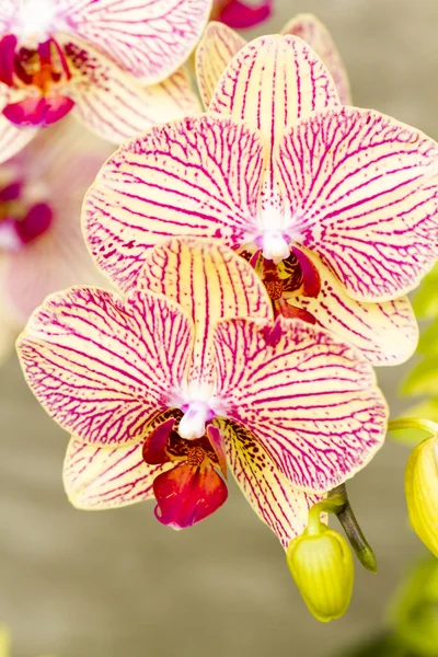 Orchideeën — Stockfoto