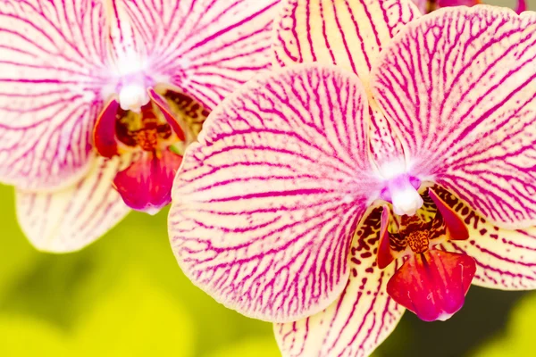 Orchideeën — Stockfoto