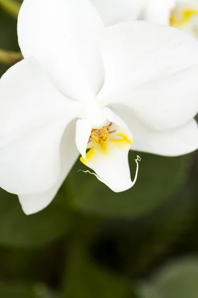 Orchideen — Stockfoto