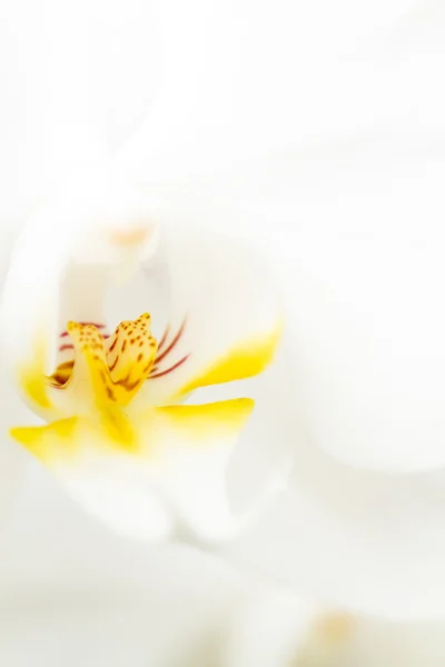 Orquídeas — Fotografia de Stock