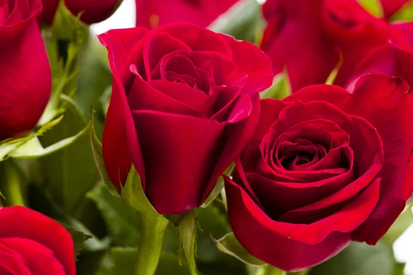 Red roses — Stock Photo, Image