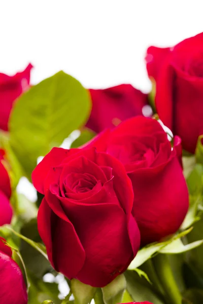 Червоні троянди — стокове фото