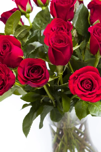 Red roses — Stock Photo, Image