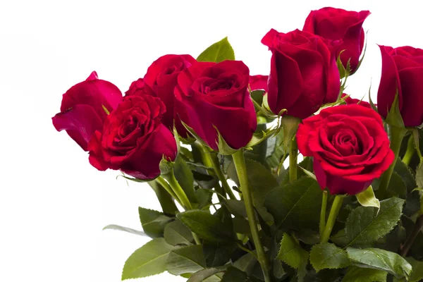 Red roses — Stock Photo, Image