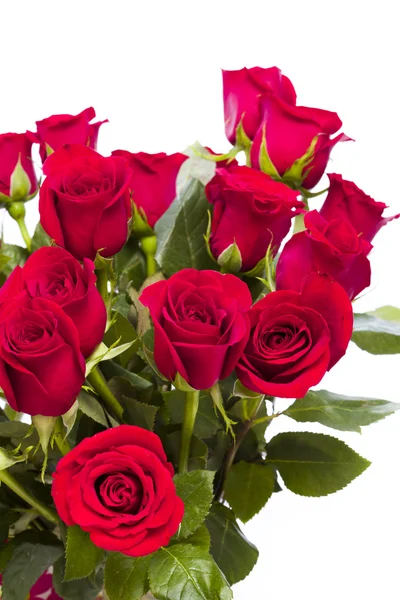 Red roses — Stock Photo, Image