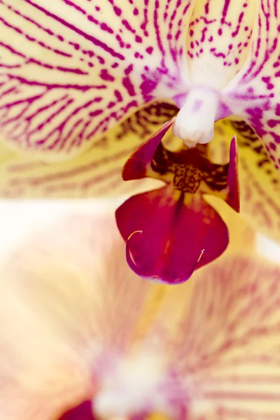 Orchideen — Stockfoto