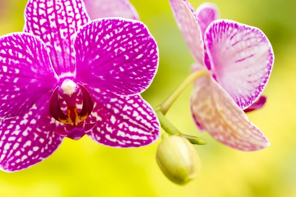 Orchideeën — Stockfoto