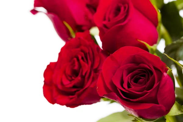 Red roses Stock Photo