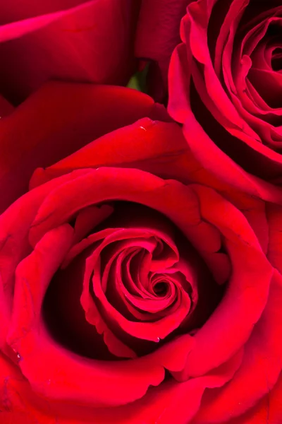 Rose rosse — Foto Stock