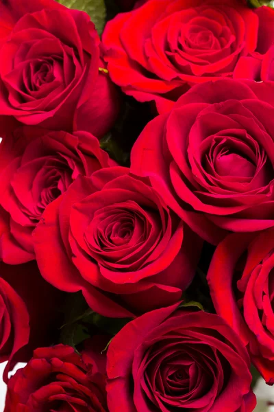 Red roses — Stock Photo, Image