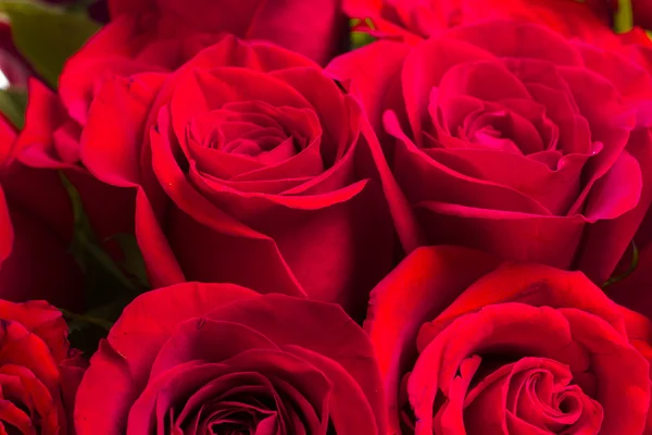 Red roses — Stock Photo, Image