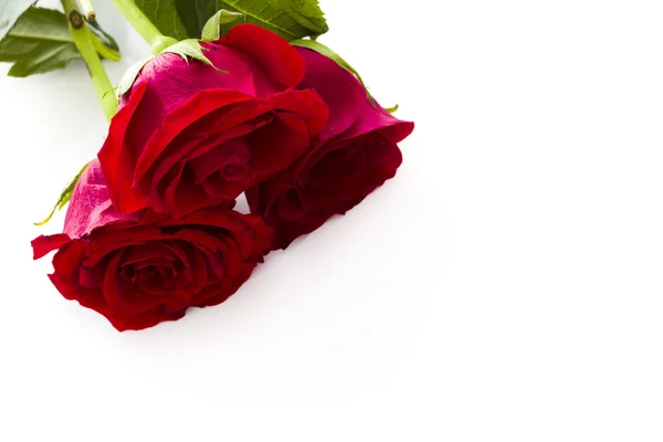 Rose rosse — Foto Stock