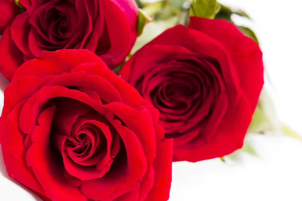 Rose rosse — Foto Stock