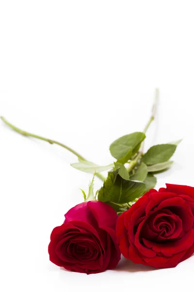 Rose rosse — Foto Stock