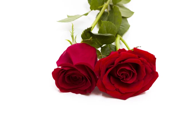 Rose rosse — Foto Stock