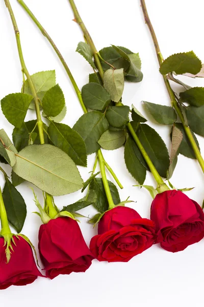 Red roses — Stock Photo, Image