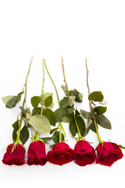 Red roses — Stock Photo, Image