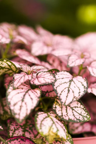 Planta rosa —  Fotos de Stock