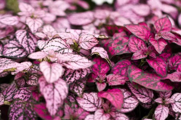 Planta rosa —  Fotos de Stock