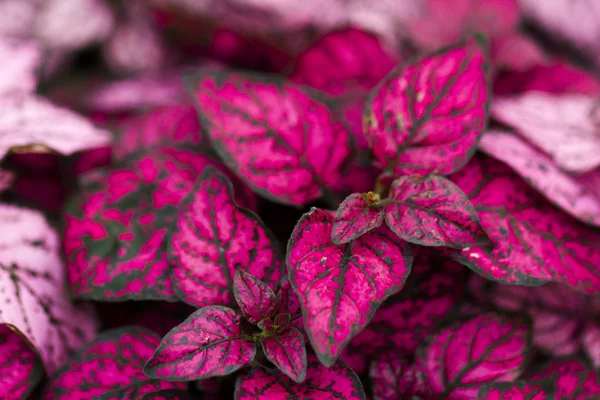 Pink plant — Stock Photo, Image